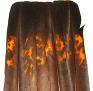 Capercailli  tail feathers orange (2 ����)